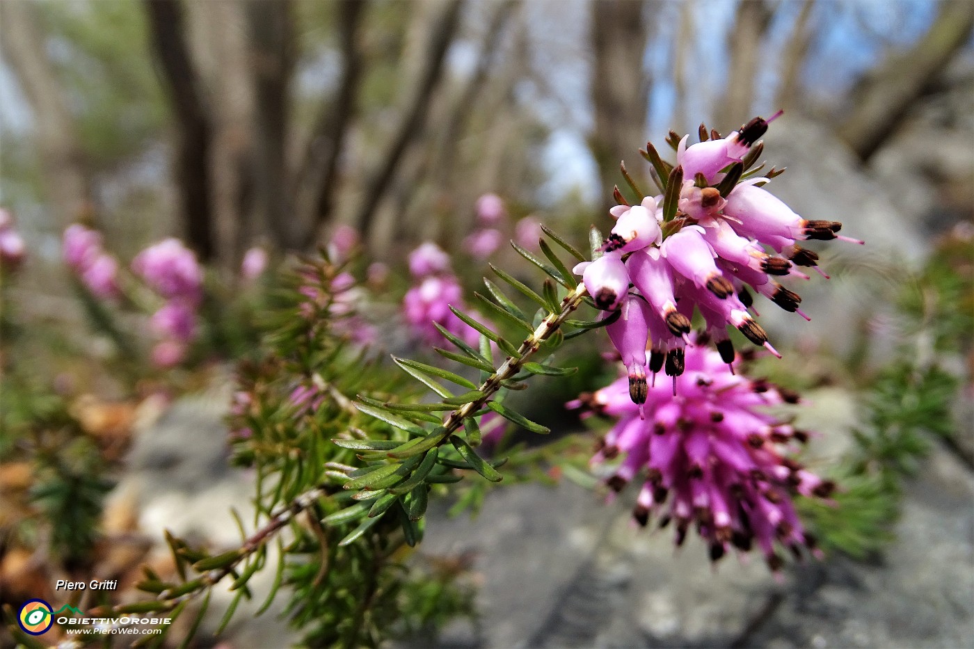 22 Erica in fiore.JPG